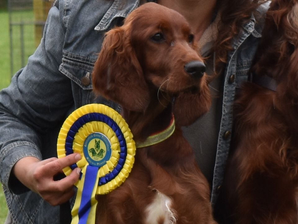 Du Manoir Des Sept Planétes - Première exposition canine pour Oona