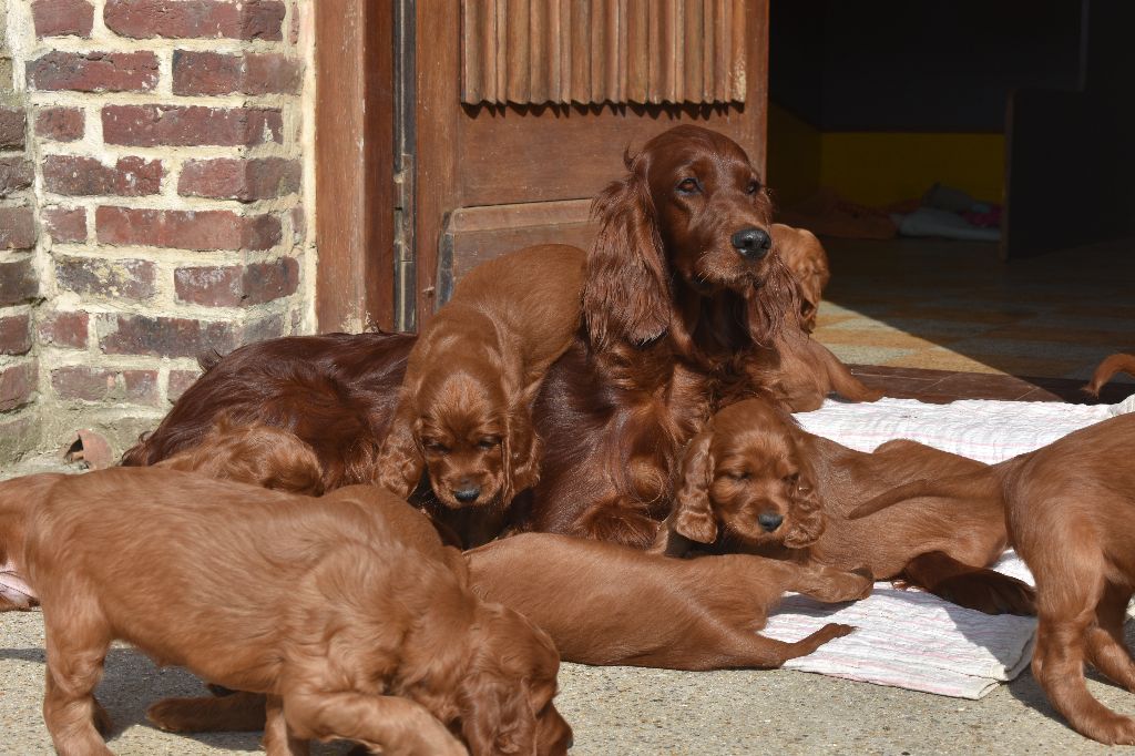 Chiot Setter irlandais rouge Du Manoir Des Sept Planétes